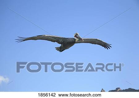 A pelican (Pelecanidae) in flight View Large Photo Image Stock Image - A pelican (Pelecanidae) in flight. Fotosearch