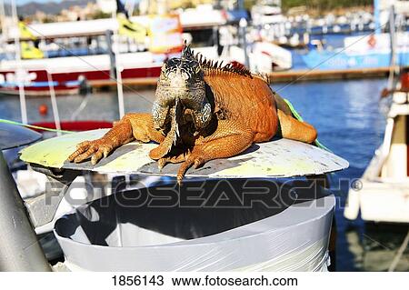 Stock Image - Big igauna sitting on trash; Cabo San Lucas, Mexico. Fotosearch