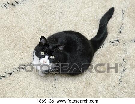 Black and white cat looking up View Large Photo Image Stock Photography - Black and white cat looking up. Fotosearch