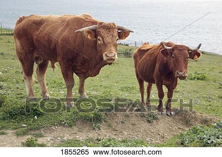 Stock Photography - Bull and cow. Fotosearch