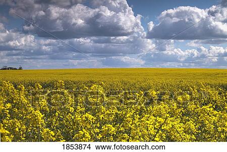 Canola field; North Yorkshire, England View Large Photo Image Picture - Canola field; North Yorkshire, England. Fotosearch