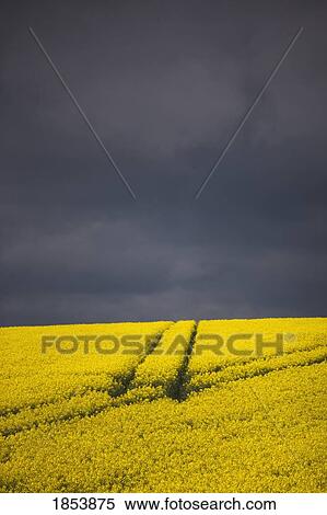 Stock Photography - Canola field; North Yorkshire, England. Fotosearch