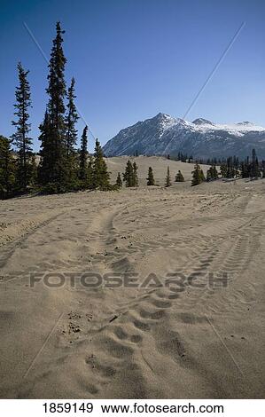 Stock Photo - Carcross desert, Carcross, Yukon Territory, Canada. Fotosearch