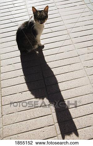Stock Image - Cat and its long shadow, Essaouira, Morocco. Fotosearch