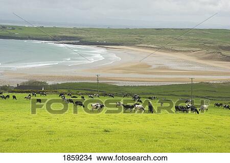Picture - Cattle grazing on the edge of a lake. Fotosearch