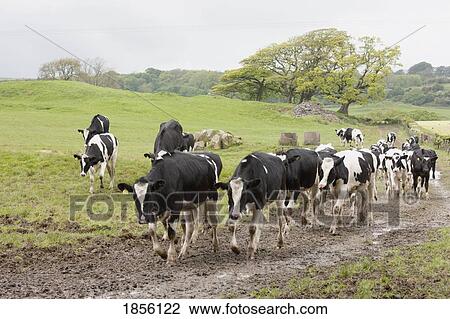 Cattle walking on a path View Large Photo Image Stock Image - Cattle walking on a path. Fotosearch