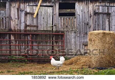 Stock Image - Chicken and barn. Fotosearch