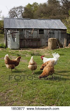 Stock Photo - Chickens. Fotosearch