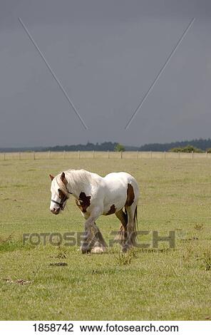 Stock Image - Clydesdale horse; Northumberland, England. Fotosearch
