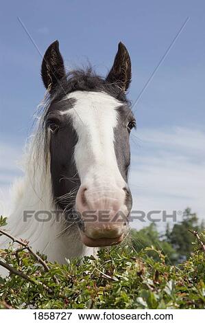Clydesdale horse portrait View Large Photo Image Stock Photo - Clydesdale horse portrait. Fotosearch