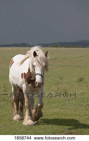 Picture - Clydesdale horse walking, Northumberland, England. Fotosearch