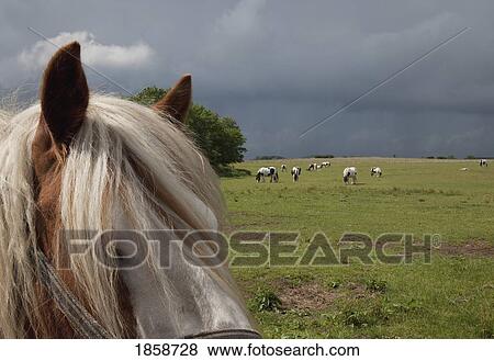Clydesdale, Northumberland, England View Large Photo Image Stock Photo - Clydesdale, Northumberland, England. Fotosearch