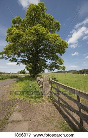 Country road, Northumberland, England View Large Photo Image Stock Photo - Country road, Northumberland, England. Fotosearch