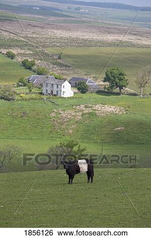 Stock Photograph - Cow in the field with farmhouse in the background, Dumfries and Galloway, Scotland. Fotosearch