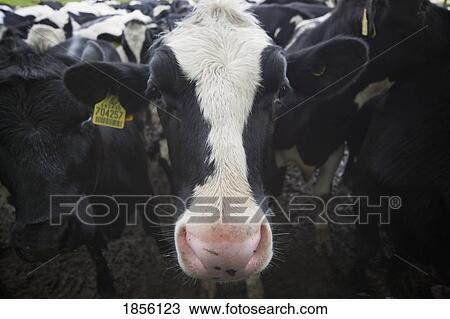 Cows View Large Photo Image Stock Image - Cows. Fotosearch