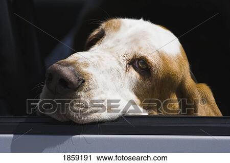 Stock Image - Dog resting his head. Fotosearch