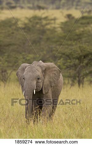 Elephant (Loxodonta africana) wandering through the tall grasses of the Masai Mara, Kenya View Large Photo Image Picture - Elephant (Loxodonta africana) wandering through the tall grasses of the Masai Mara, Kenya. Fotosearch