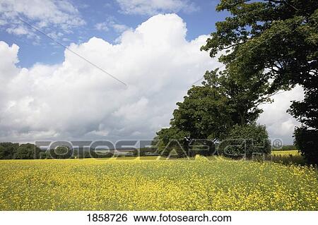 Stock Photograph - Field and cloud. Fotosearch