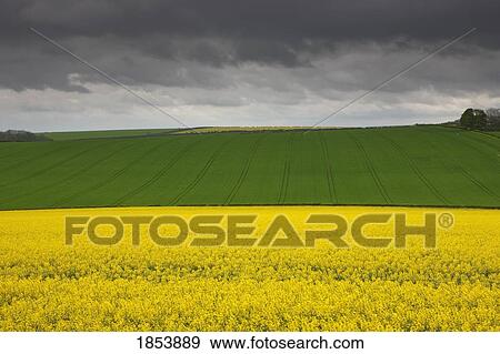 Stock Photo - Fields; North Yorkshire, England. Fotosearch