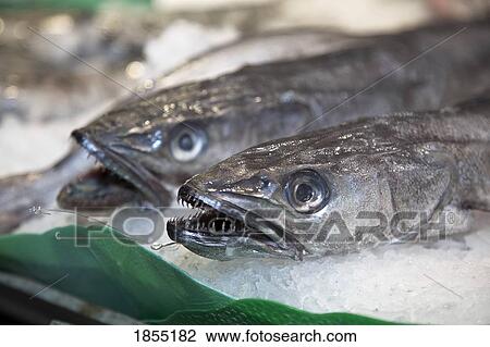 Stock Image - Fish for sale, La Boqueria Market; Barcelona, Spain. Fotosearch