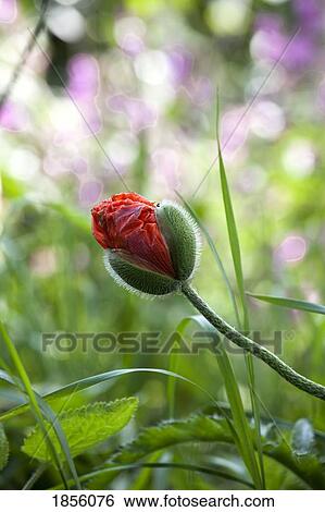Stock Photograph - Flower bud. Fotosearch