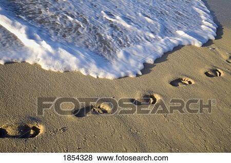 Footprints in the sand View Large Photo Image Stock Photo - Footprints in the sand. Fotosearch