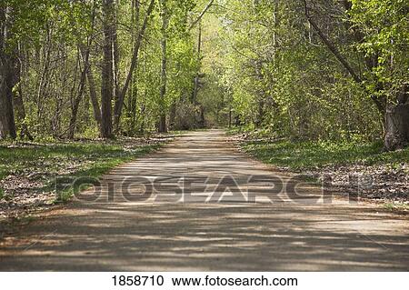 Forest Path View Large Photo Image Stock Image - Forest Path. Fotosearch