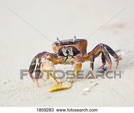 Ghost crab on the beach at Lamu Island, Kenya View Large Photo Image Stock Image - Ghost crab on the beach at Lamu Island, Kenya. Fotosearch
