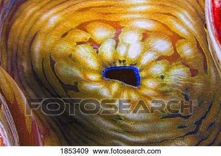 Giant clam View Large Photo Image Stock Photo - Giant clam. Fotosearch