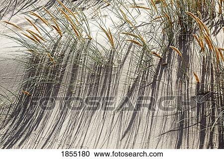 Stock Image - Grass, Guincho beach; Portugal. Fotosearch