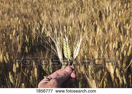 Stock Photo - Hand holding ripening wheat in field. Fotosearch