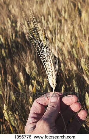 Stock Photograph - Hand holding ripening wheat in field. Fotosearch