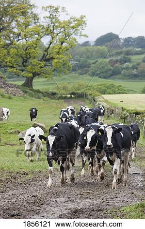 Stock Image - Herd of cattle. Fotosearch