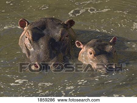 Hippo and calf in a Masai river, Kenya View Large Photo Image Stock Photograph - Hippo and calf in a Masai river, Kenya. Fotosearch
