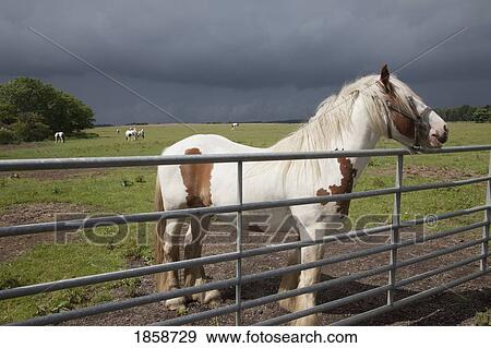 Stock Photo - Horse near a fence. Fotosearch