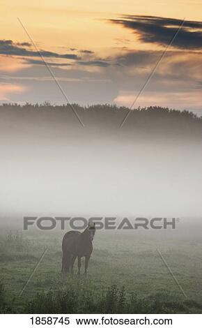 Stock Photography - Horse standing in the mist, Northumberland, England. Fotosearch
