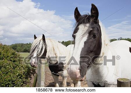 Stock Photo - Horses looking over a fence. Fotosearch