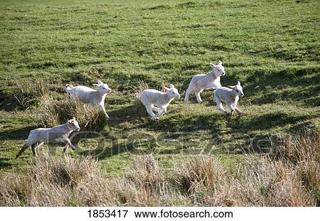 Stock Photo - Lambs running. Fotosearch