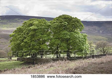 Stock Photograph - Landscape, Yorkshire, England. Fotosearch