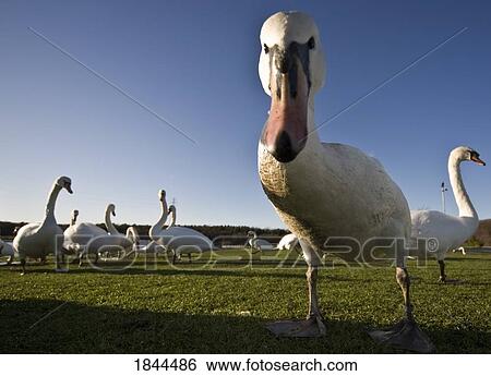 Large flock of geese grazing in field View Large Photo Image Stock Photograph - Large flock of geese grazing in field. Fotosearch