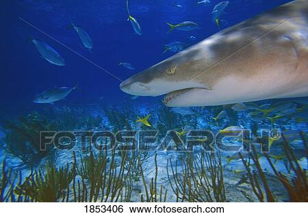 Lemon Shark ( Negaprion brevirostris ) View Large Photo Image Stock Photograph - Lemon Shark ( Negaprion brevirostris ). Fotosearch