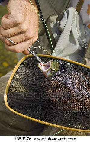 Man removing fly fishing hook from trout View Large Photo Image Stock Photograph - Man removing fly fishing hook from trout. Fotosearch