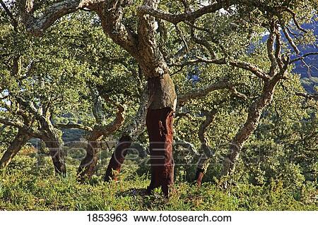 Stock Image - Old Cork Oak tree; Andalucia, Spain. Fotosearch