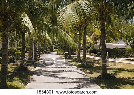 Palm tree lined path, Varadero, Cuba View Large Photo Image Stock Image - Palm tree lined path, Varadero, Cuba. Fotosearch