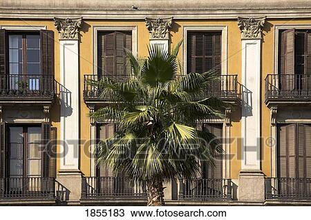 Palm tree; Placa Reial, Barcelona, Spain View Large Photo Image Stock Image - Palm tree; Placa Reial, Barcelona, Spain. Fotosearch