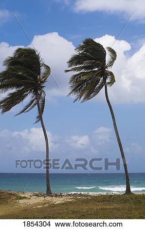 Picture - Palm trees on beach; Carribbean, Cuba. Fotosearch