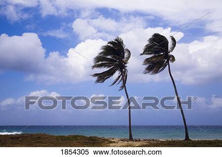 Stock Photography - Palm trees; Varadero, Cuba. Fotosearch