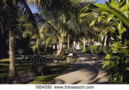 Stock Image - Pathway lined with palm trees; Varadero, Cuba. Fotosearch