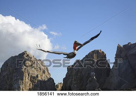 Pelican in flight; Cabo San Lucas, Mexico View Large Photo Image Stock Image - Pelican in flight; Cabo San Lucas, Mexico. Fotosearch