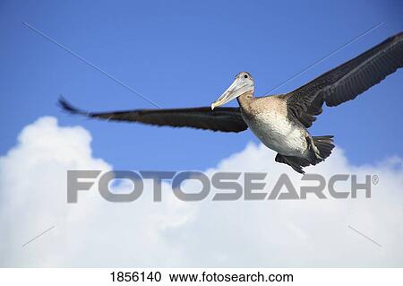 Stock Image - Pelican in flight. Fotosearch